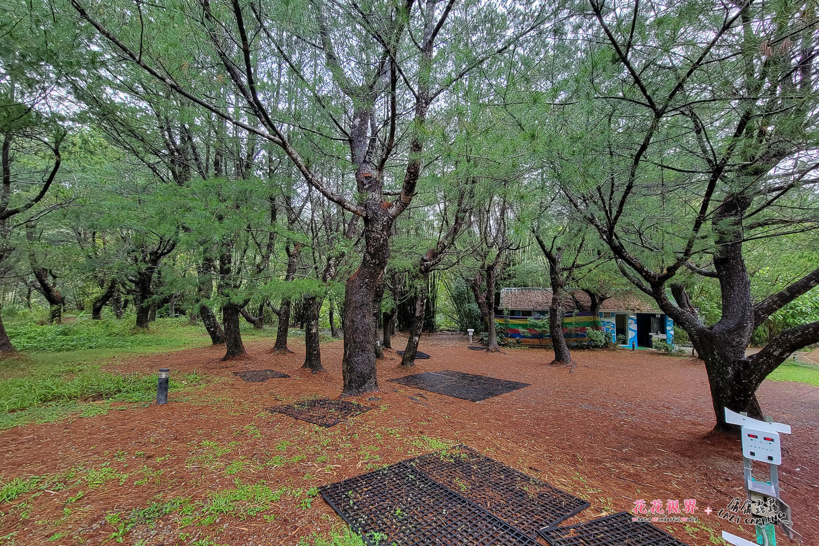 松葉濃翠鮮明的「石綠」色,搭配地面「赭石」色的枯松葉,形成一幅自然而賞心悅目的山水畫。