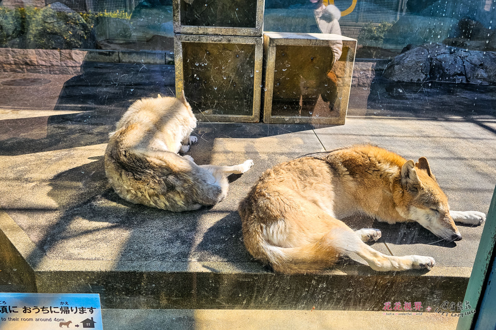 中國狼