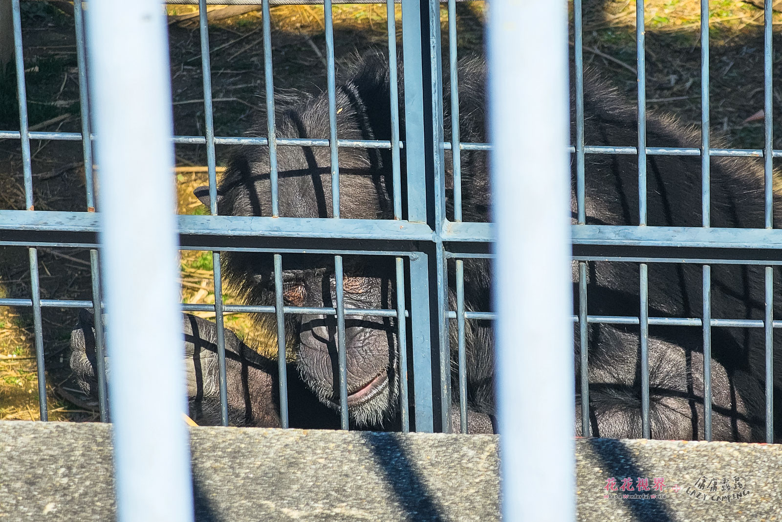 黑猩猩被關在厚重的大籠子裡,感覺很不開心