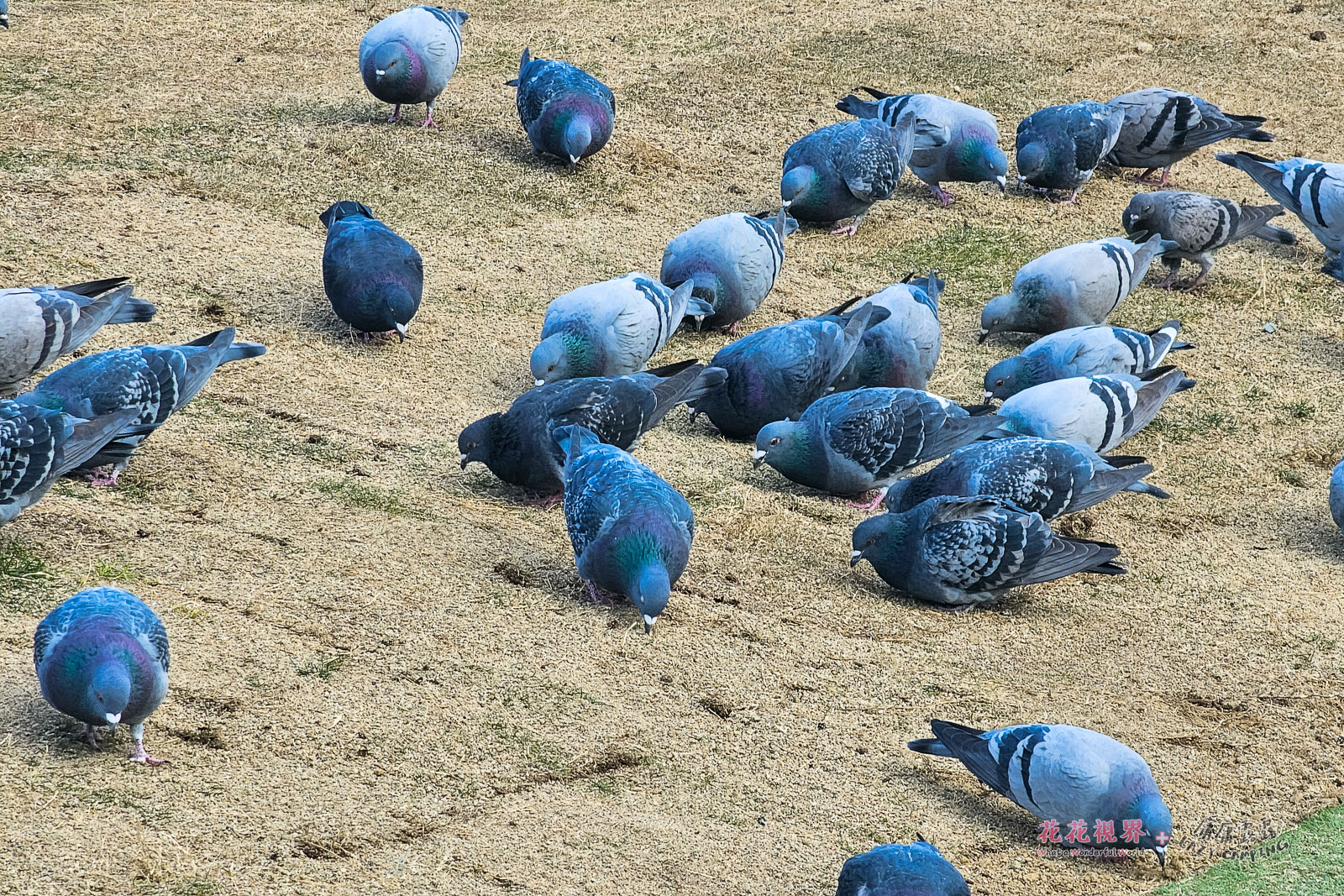 出了動物園怎麼還有一群鳥