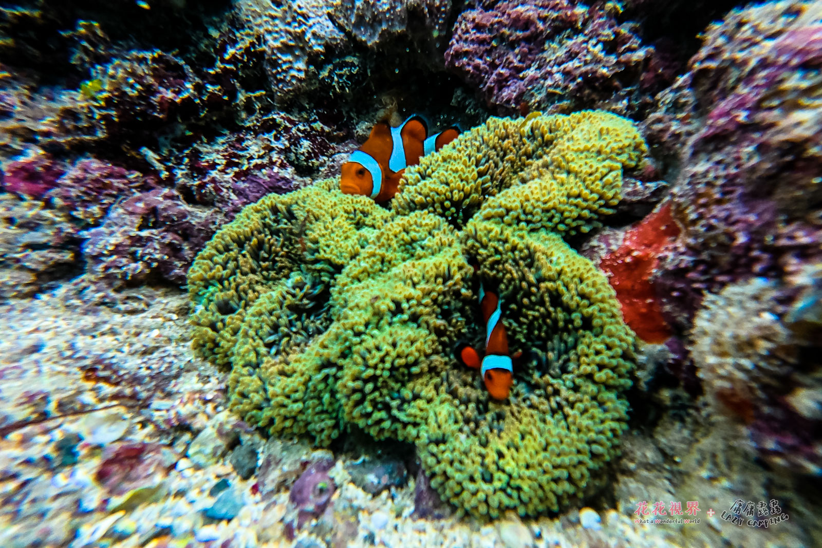 淺岸也有一些熱帶魚可以欣賞,小丑魚超可愛。