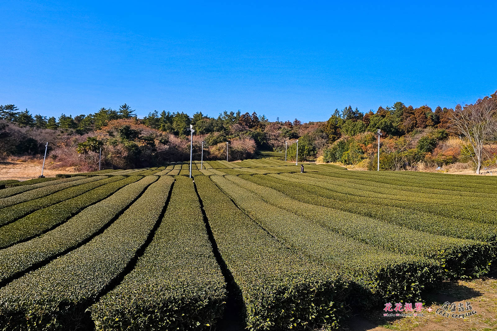 Osulloc茶博物館,室內滿滿的人啊