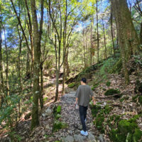 夏天就往山上跑，大雪山森林遊樂區