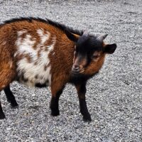 回巢農場｜療癒小動物喚起童心的樂園