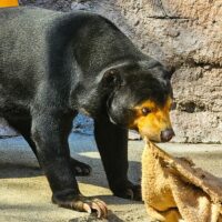 市區裡的大自然－大阪天王寺動物園